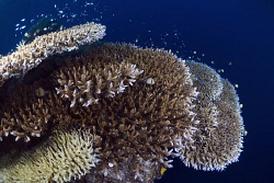 Table Corals at Kakaban island by Erika Antoniazzo 